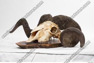 Photo Textures of Mouflon Skull 